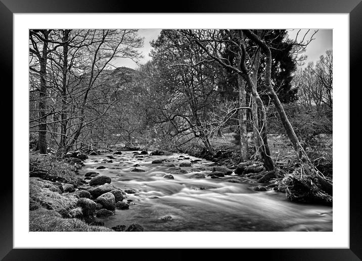 Plant tree Framed Mounted Print by Darren Galpin