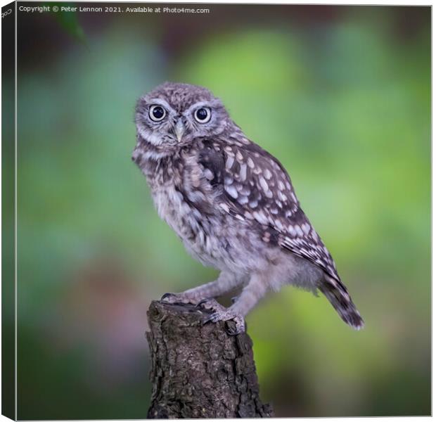 Little Owl Canvas Print by Peter Lennon