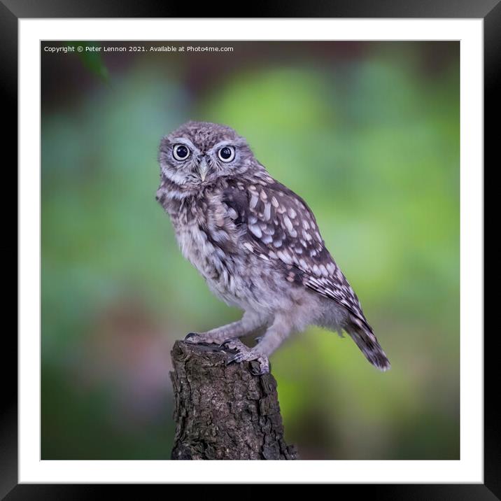 Little Owl Framed Mounted Print by Peter Lennon
