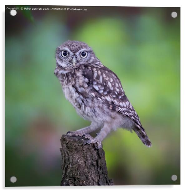 Little Owl Acrylic by Peter Lennon