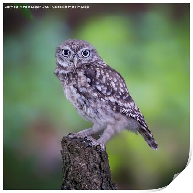 Little Owl Print by Peter Lennon