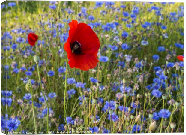 Poppies and blue cornflowers Canvas Print by Stephen Munn