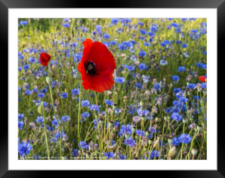 Poppies and blue cornflowers Framed Mounted Print by Stephen Munn