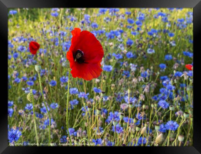 Poppies and blue cornflowers Framed Print by Stephen Munn