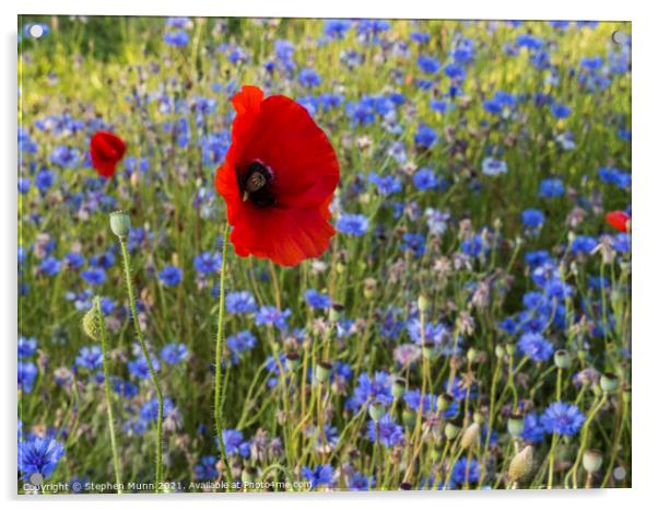 Poppies and blue cornflowers Acrylic by Stephen Munn