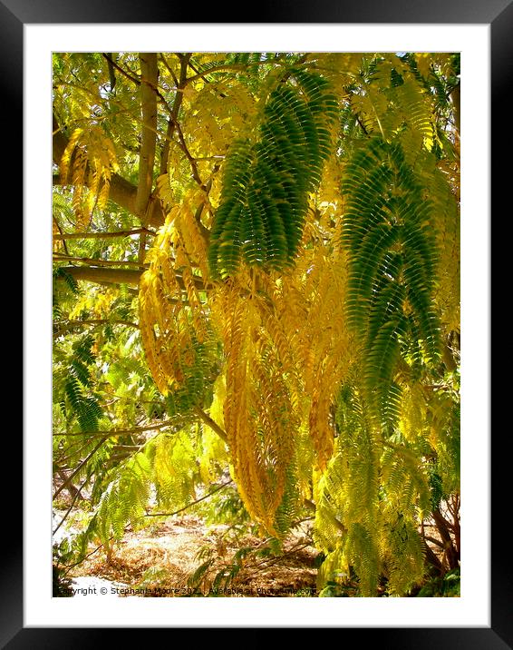 Mimosa Leaves Framed Mounted Print by Stephanie Moore