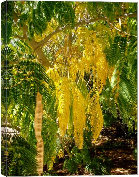 Mimosa leaves Canvas Print by Stephanie Moore