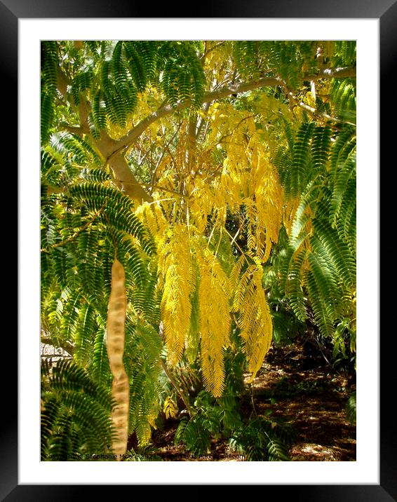Mimosa leaves Framed Mounted Print by Stephanie Moore