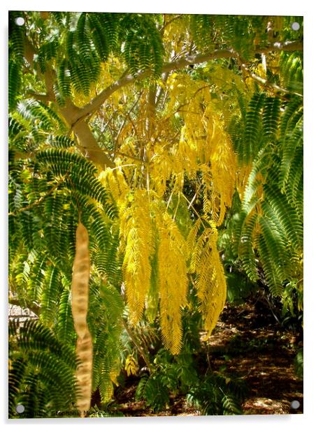 Mimosa leaves Acrylic by Stephanie Moore