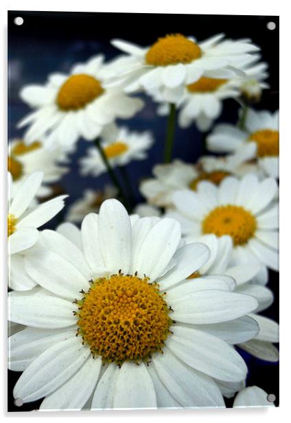ox eye daisies Acrylic by Heather Newton