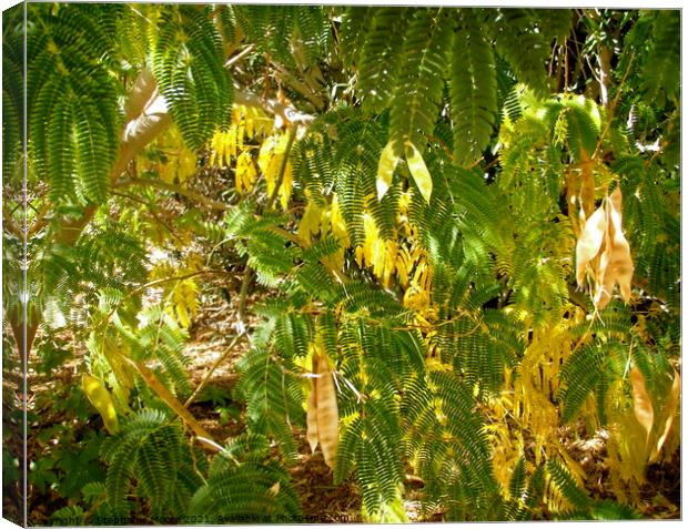 Mimosa leaves and seeds Canvas Print by Stephanie Moore