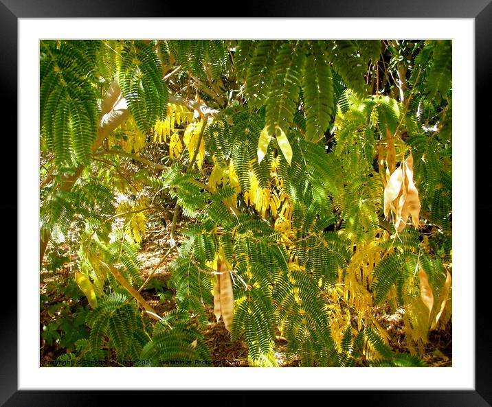 Mimosa leaves and seeds Framed Mounted Print by Stephanie Moore