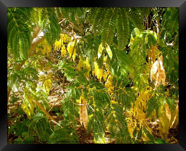 Mimosa leaves and seeds Framed Print by Stephanie Moore