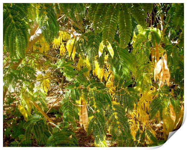 Mimosa leaves and seeds Print by Stephanie Moore