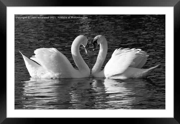 Swan love heart Framed Mounted Print by Liann Whorwood
