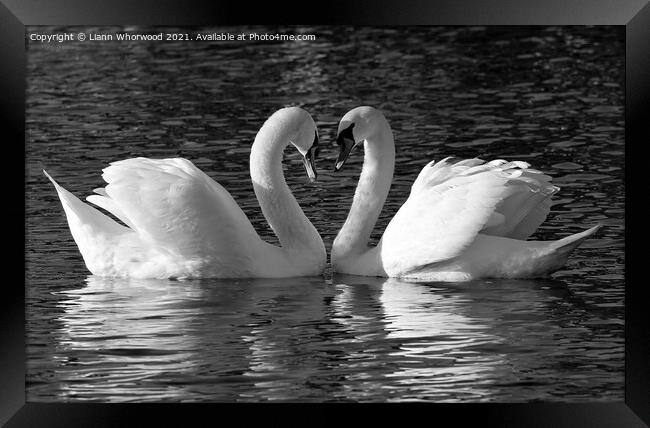 Swan love heart Framed Print by Liann Whorwood