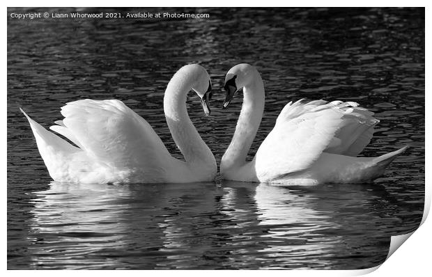Swan love heart Print by Liann Whorwood