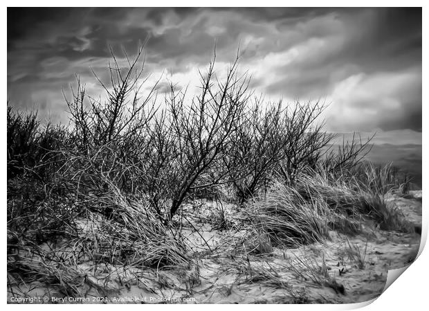 Majestic winter dunes in Cornwall Print by Beryl Curran