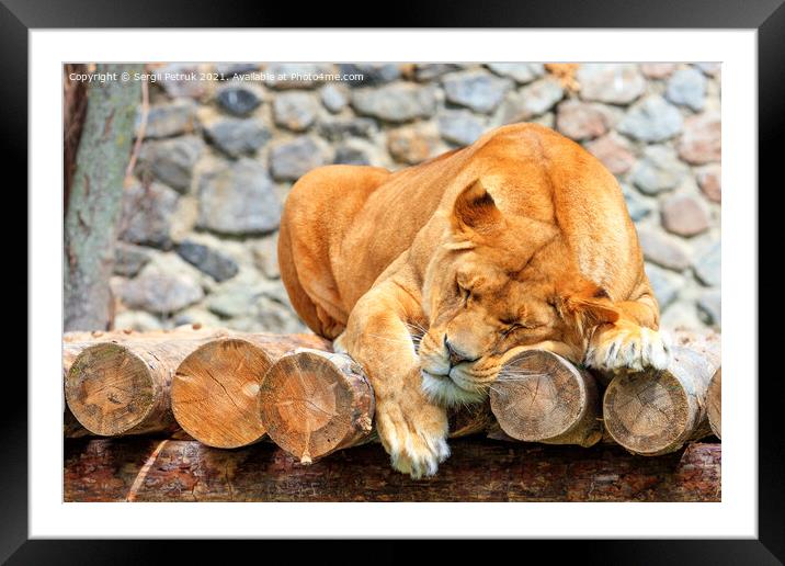 Sleeping lioness on a plank of wooden logs against a blurred background of a stone wall. Framed Mounted Print by Sergii Petruk