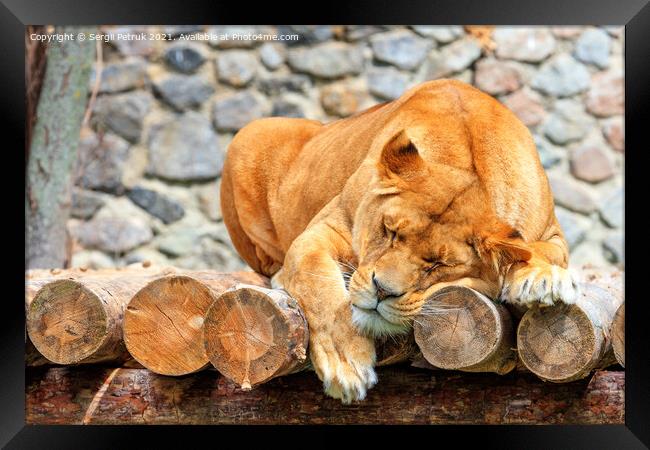 Sleeping lioness on a plank of wooden logs against a blurred background of a stone wall. Framed Print by Sergii Petruk