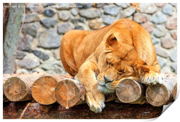Sleeping lioness on a plank of wooden logs against a blurred background of a stone wall. Print by Sergii Petruk