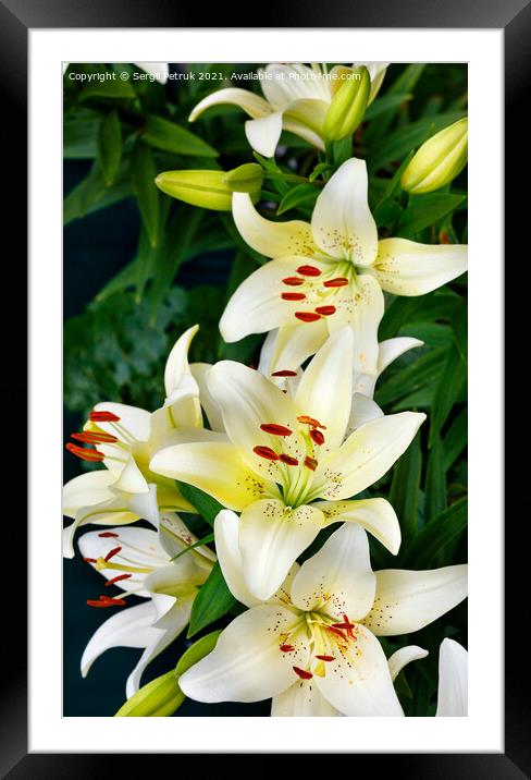 White lily flowers on a dark green background with slight blur. Framed Mounted Print by Sergii Petruk