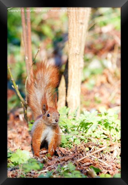 A cautious orange squirrel listens to rustles in the grass and fallen leaves. Framed Print by Sergii Petruk