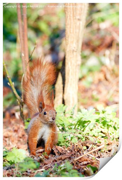 A cautious orange squirrel listens to rustles in the grass and fallen leaves. Print by Sergii Petruk