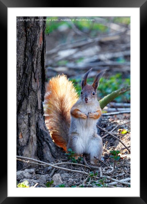 A curious orange squirrel stands on its hind legs and looks out from behind a tree. Framed Mounted Print by Sergii Petruk