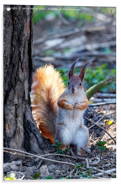 A curious orange squirrel stands on its hind legs and looks out from behind a tree. Acrylic by Sergii Petruk