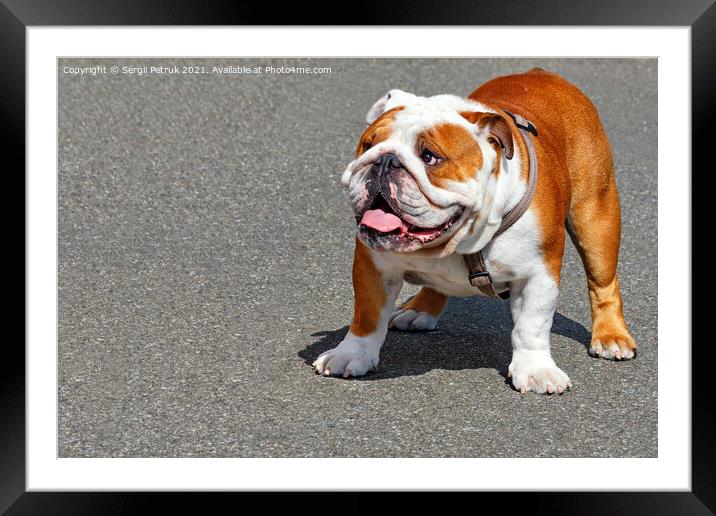Large English Bulldog with a leather collar on a background of gray asphalt sidewalk. Framed Mounted Print by Sergii Petruk
