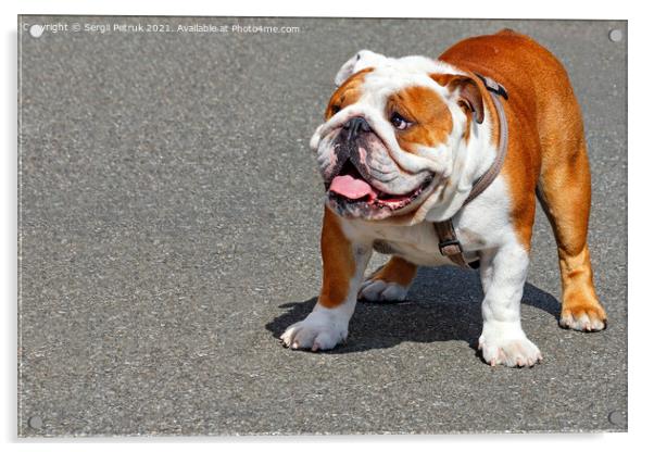 Large English Bulldog with a leather collar on a background of gray asphalt sidewalk. Acrylic by Sergii Petruk