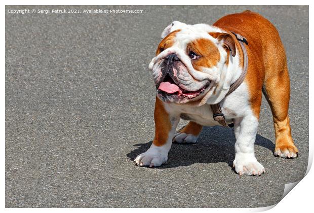 Large English Bulldog with a leather collar on a background of gray asphalt sidewalk. Print by Sergii Petruk