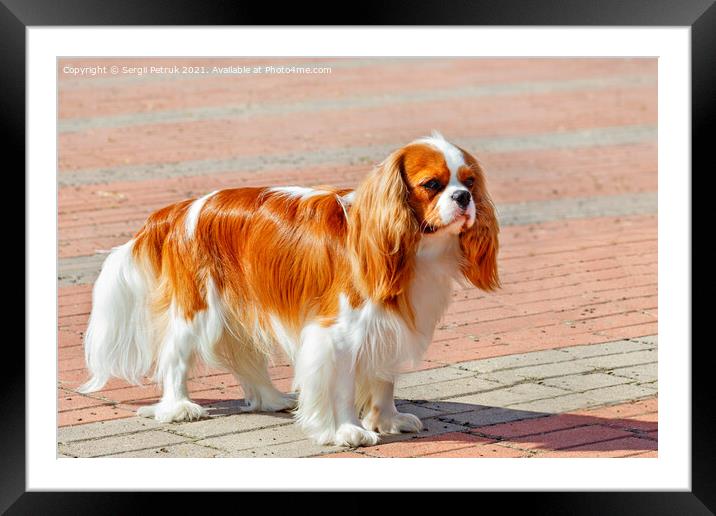 Cavalier King Charles Spaniel on the background of the sidewalk lined with red paving stones. Framed Mounted Print by Sergii Petruk