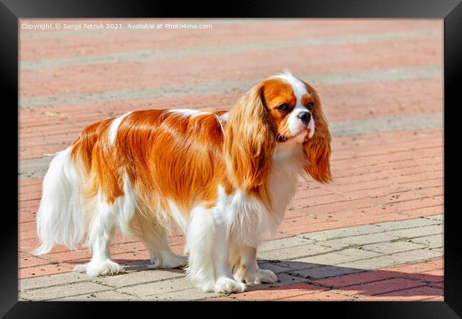 Cavalier King Charles Spaniel on the background of the sidewalk lined with red paving stones. Framed Print by Sergii Petruk
