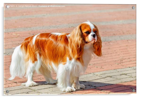 Cavalier King Charles Spaniel on the background of the sidewalk lined with red paving stones. Acrylic by Sergii Petruk