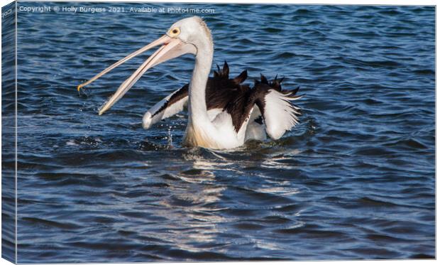 Peruvian Pelican In Australia, catching his fish in the ocean one of the largest wild birds,   Canvas Print by Holly Burgess