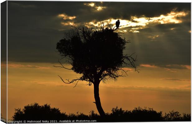 Vulture at dusk Canvas Print by Mehmood Neky