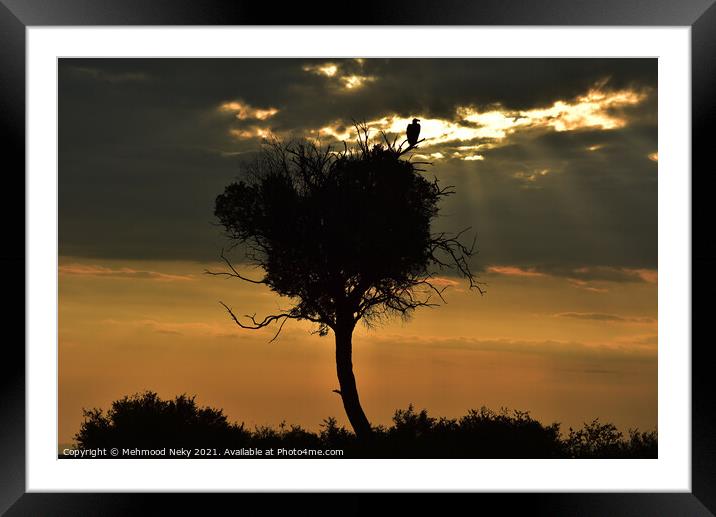 Vulture at dusk Framed Mounted Print by Mehmood Neky