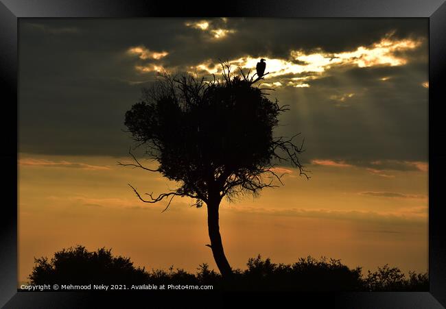 Vulture at dusk Framed Print by Mehmood Neky