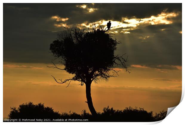 Vulture at dusk Print by Mehmood Neky