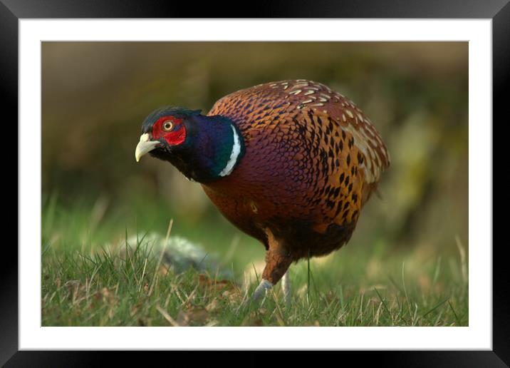 Pheasant Framed Mounted Print by Macrae Images