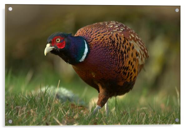 Pheasant Acrylic by Macrae Images
