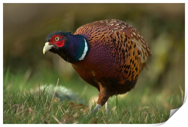 Pheasant Print by Macrae Images