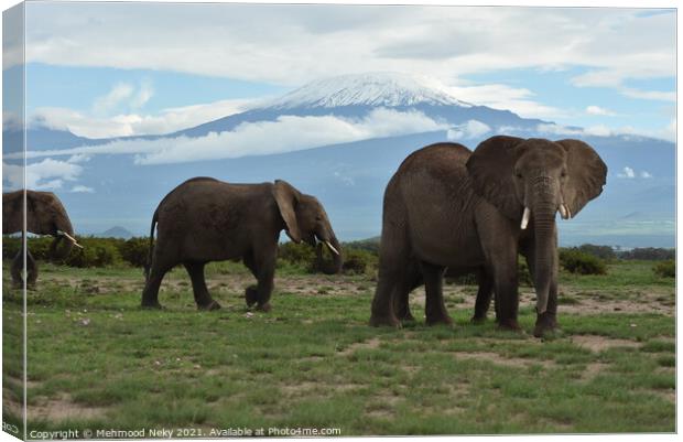 Elephants at Amboseli with snow capped Kilimanjaro  Canvas Print by Mehmood Neky