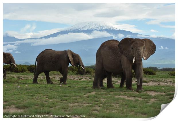 Elephants at Amboseli with snow capped Kilimanjaro  Print by Mehmood Neky