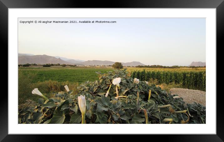 Outdoor field Framed Mounted Print by Ali asghar Mazinanian