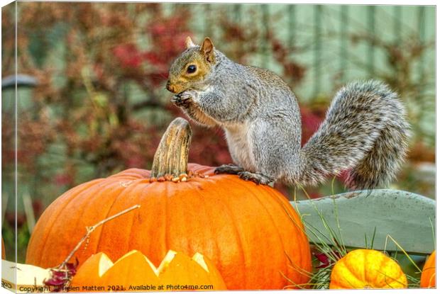 Grey Squirrel on a Pumpkin 1 Canvas Print by Helkoryo Photography