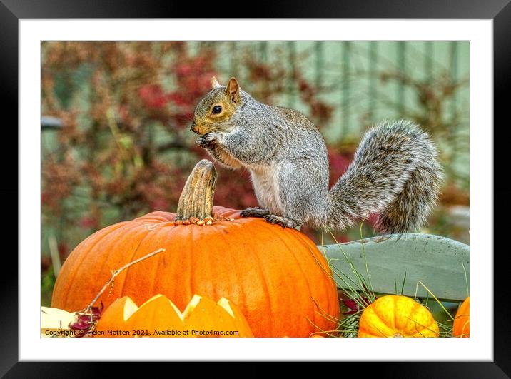 Grey Squirrel on a Pumpkin 1 Framed Mounted Print by Helkoryo Photography