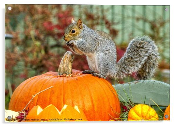 Grey Squirrel on a Pumpkin 1 Acrylic by Helkoryo Photography